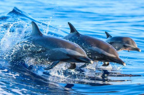 ROYALDolphinHouse-Hurghada