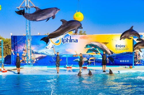 dolphin-show-in-hurghada_CFajO